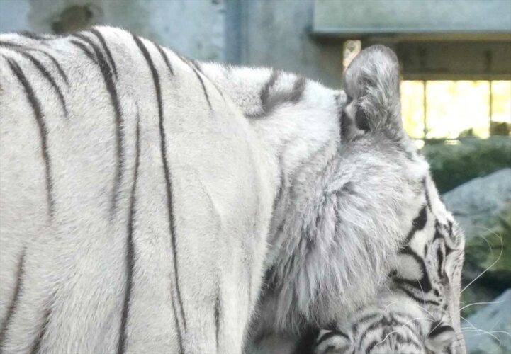 無抵抗で運ばれていくホワイトタイガーの子供。虚無な表情もかわいすぎる！