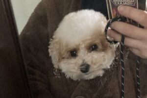 トイプードルのかわいいお見送り。飼い主さんも一緒にぬくぬくにできる『合体生首』がかわいすぎる！