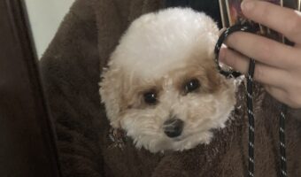 トイプードルのかわいいお見送り。飼い主さんも一緒にぬくぬくにできる『合体生首』がかわいすぎる!