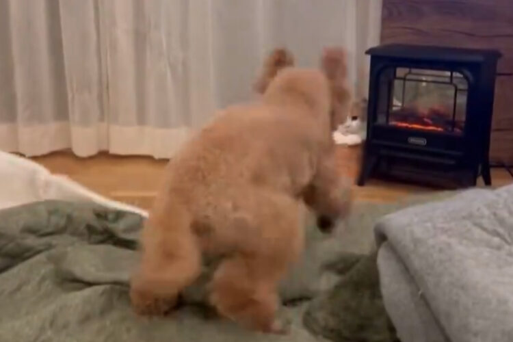 激しいヤケクソほりほりがかわいい！おやつをおねだりしたけどダメと言われたトイプードルの取った行動が話題に