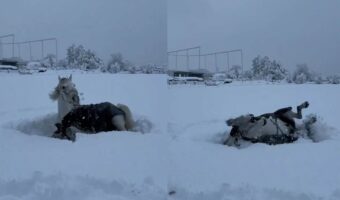 ふかふかの雪の上で転がってはしゃぐ馬。「雪上ゴロリスト」がかわいすぎる！