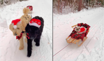 かわいいサンタさん達!ソリを曳く2匹の犬にサンタに扮した子猫