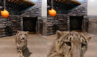 ユキヒョウの赤ちゃんの行動がかわいすぎると話題に！じっと見つめられているので身を隠した結果・・！！