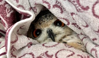 「フクロウをのぞく時、フクロウもまたこちらをのぞいているのだ」タオルケットの隙間から顔をのぞかせるフクロウがかわいすぎると話題に!!