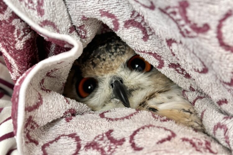 「フクロウをのぞく時、フクロウもまたこちらをのぞいているのだ」タオルケットの隙間から顔をのぞかせるフクロウがかわいすぎると話題に！！