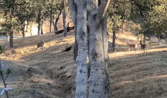 みんなでおいかけっこ中?走る七面鳥をシカたちは追いかける!!【アメリカ・動画】