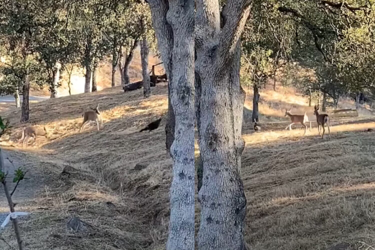 みんなでおいかけっこ中？走る七面鳥をシカたちは追いかける！！【アメリカ・動画】