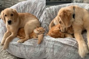 犬も猫吸いすると落ち着くの？ベッドでくっつく犬と猫【海外・動画】