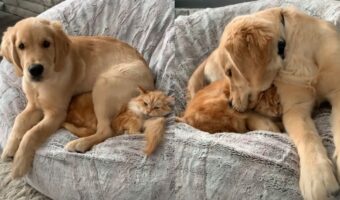 犬も猫吸いすると落ち着くの?ベッドでくっつく犬と猫【海外・動画】