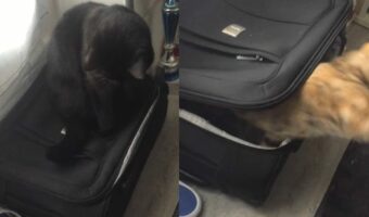 黒猫の悪いイタズラ。黒猫が乗るスーツケースがガタガタ揺れていると思ったら・・中に猫が【海外・動画】