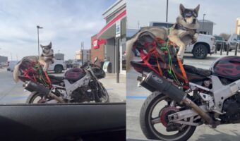 駐車場で隣り合わせたバイクを見たらビックリ!クールなハスキー犬が!!【アメリカ・動画】