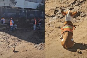 作業現場に恐ろしい監督が・・。じっと見つめるチワワの後ろ姿が怖いほどかわいい！！【海外・動画】