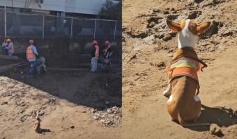 作業現場に恐ろしい監督が・・。じっと見つめるチワワの後ろ姿が怖いほどかわいい！！【海外・動画】