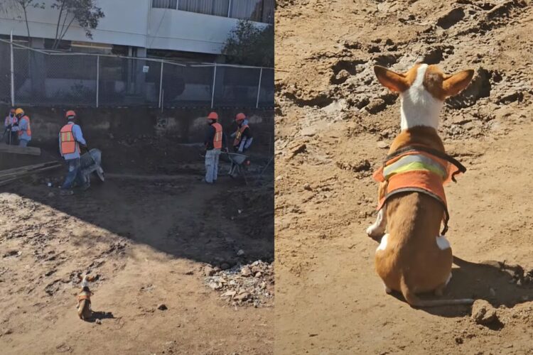 作業現場に恐ろしい監督が・・。じっと見つめるチワワの後ろ姿が怖いほどかわいい！！【海外・動画】