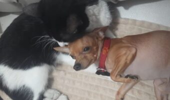 ごろりと横になる犬の毛づくろいをするハチワレ猫。仲良しなふたりの姿にほっこり【海外・動画】