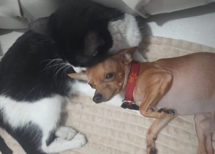 ごろりと横になる犬の毛づくろいをするハチワレ猫。仲良しなふたりの姿にほっこり【海外・動画】