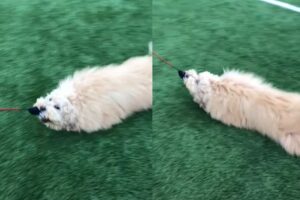 歩き疲れちゃった？芝生をズルズルひきずられていく犬ですが・・なんだか楽しそう！【海外・動画】
