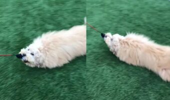 歩き疲れちゃった？芝生をズルズルひきずられていく犬ですが・・なんだか楽しそう！【海外・動画】