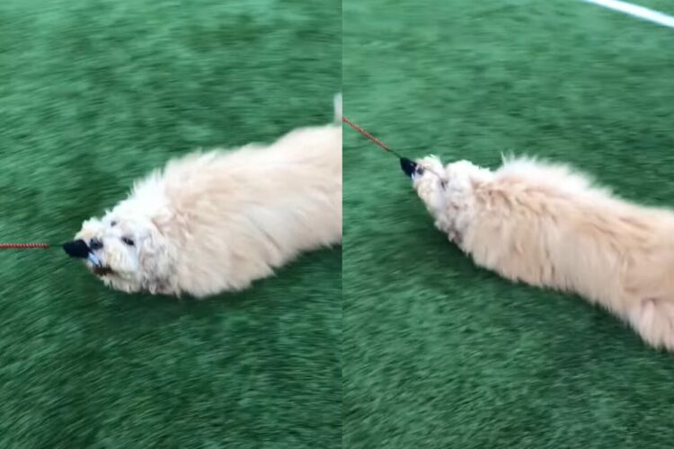 歩き疲れちゃった？芝生をズルズルひきずられていく犬ですが・・なんだか楽しそう！【海外・動画】