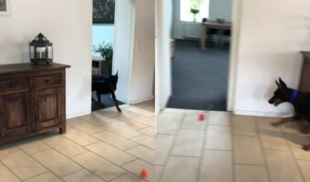 ずっと遊んでいられて楽しそう！！長いリードの先につけられたボールを追って、ドーベルマンはお家をぐるぐる！！【海外・動画】