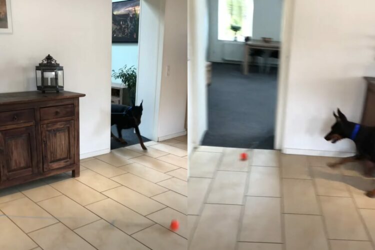 ずっと遊んでいられて楽しそう！！長いリードの先につけられたボールを追って、ドーベルマンはお家をぐるぐる！！【海外・動画】