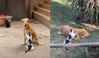仲の良さがうかがえる。目の見えない犬を猫がもみもみマッサージ!