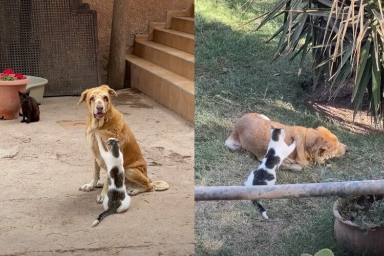 仲の良さがうかがえる。目の見えない犬を猫がもみもみマッサージ！