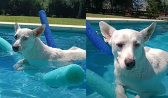 プールでぷかぷか。スールスティックを上手に使って、犬が優雅に浮いている!【海外・動画】