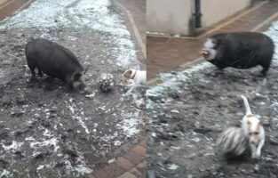 犬とブタがサッカーをしている！？パスを回しあったりドリブルしたりと楽しそう！！【海外・動画】