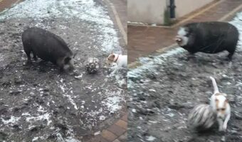 犬とブタがサッカーをしている!?パスを回しあったりドリブルしたりと楽しそう!!【海外・動画】