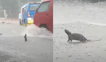 ネズミ版「雨に唄えば」？大雨にネズミが道路の真ん中で大興奮！ジャンプまでしています【海外・動画】