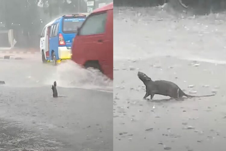 ネズミ版「雨に唄えば」？大雨にネズミが道路の真ん中で大興奮！ジャンプまでしています【海外・動画】