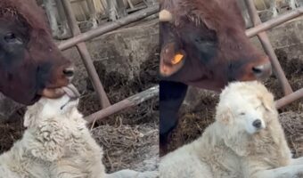 深い絆が見て取れる。犬のことをウシが一生懸命毛づくろい！！【海外・動画】