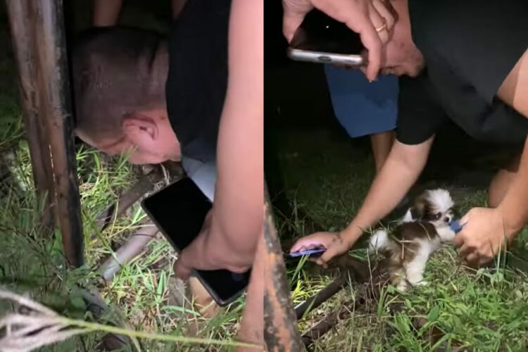 大変！子犬が溝に落ちた！？急いで救出されましたが・・、子犬がころっころしすぎてまたハプニングが起きそう！！【海外・動画】