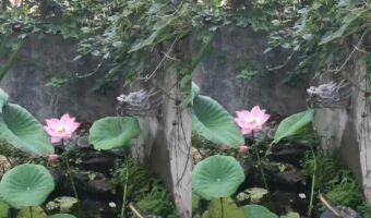 まるで「ししおどし」みたい!龍ノ口から流れる水を受けた蓮の葉の動きに驚き!!【海外・動画】