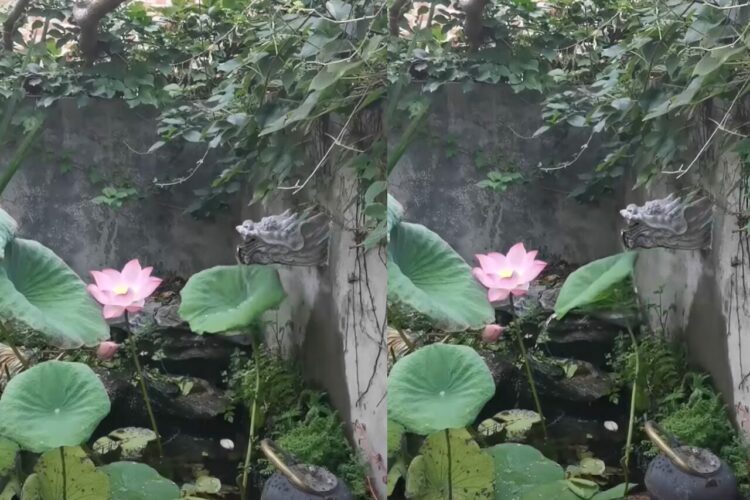 まるで「ししおどし」みたい！龍ノ口から流れる水を受けた蓮の葉の動きに驚き！！【海外・動画】