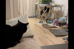 ぴょんぴょん跳ねる元気なボーダーコリーの子犬。この子は、ソファに座る猫に遊んでほしいみたいですが・・