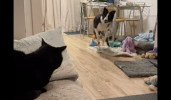 ぴょんぴょん跳ねる元気なボーダーコリーの子犬。この子は、ソファに座る猫に遊んでほしいみたいですが・・