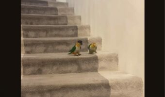 仲良くピョン!もう一度ピョン!!階段を下るインコたちがかわいい!!