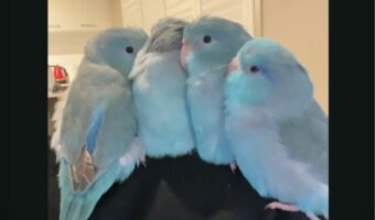 みんなでぎゅっと身を寄せているのもかわいい!もふもふなインコ達【海外・動画】