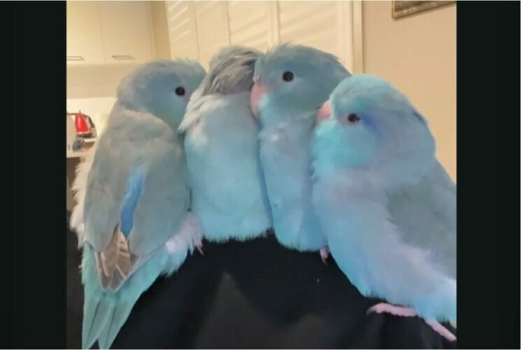 みんなでぎゅっと身を寄せているのもかわいい！もふもふなインコ達【海外・動画】