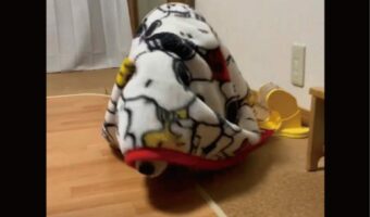毛布をかぶって部屋をウロウロ。深夜2時に徘徊するビーグル犬がかわいい!!
