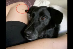 おめめがくるくる。犬は視界に入った小さな虫の動きが気になった！？【海外・動画】