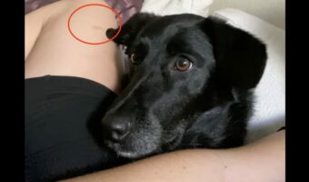 おめめがくるくる。犬は視界に入った小さな虫の動きが気になった!?【海外・動画】