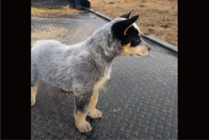 牧羊犬としての本能が目覚めた！？ウシを初めて見たブルーヒーラーの子犬のリアクションは・・【アメリカ・動画】