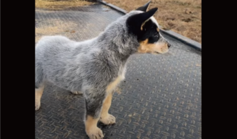 牧羊犬としての本能が目覚めた！？ウシを初めて見たブルーヒーラーの子犬のリアクションは・・【アメリカ・動画】