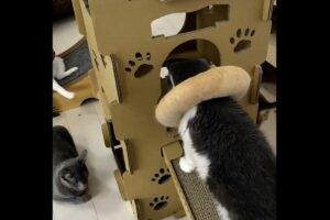 「そら無理よ」エリザベスカラーを装着した猫。ダンボールハウスにそのまま入ろうとしたら・・引っかかっちゃった！！