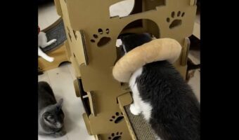 「そら無理よ」エリザベスカラーを装着した猫。ダンボールハウスにそのまま入ろうとしたら・・引っかかっちゃった!!