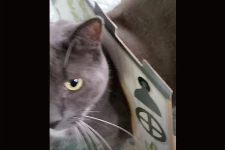 ダンボールハウスから出ようとした猫にハプニング！かわいいまんまるフォルムのおなかが出入り口でつっかえちゃった！！