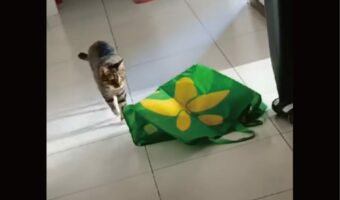 エコバッグを訝し気に見つめる猫。この子の勘は当たったみたい。横を通ろうとした瞬間ビックリすることに!!【海外・動画】